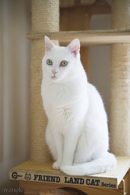 White cat sitting politely by nyangle on Flickr.