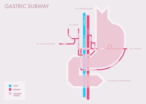 Gastric Subway by Steven McGaughey.
In the past, I have made no secret of my interest of the world of transportation. Steven, a medical student who has a passion for both medicine and design, produced this conceptualized diagram of the gastric area,...