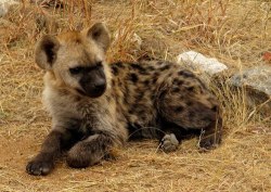 xnightingalex:  Why do people hate hyenas so much? :( They’re my favorite animals! x)  Who could hate such a cutie &lt;3