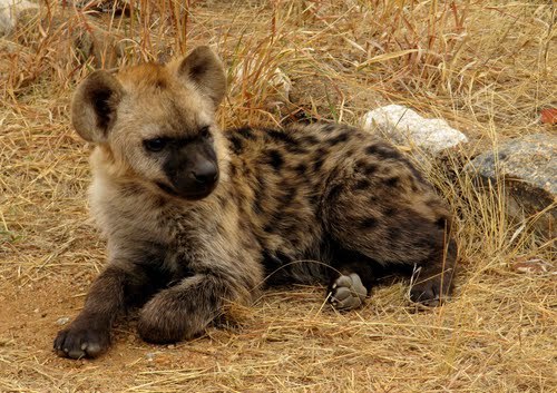 xnightingalex:  Why do people hate hyenas so much? :( They’re my favorite animals! x)  Who could hate such a cutie <3