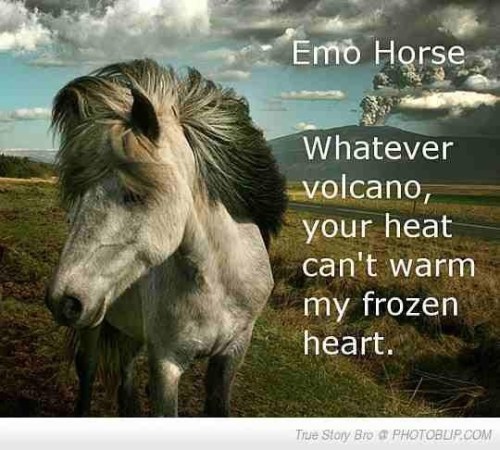 emo horse