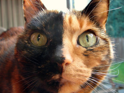 thefluffingtonpost:  Area Cat Decides Victims’