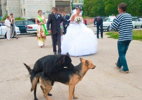 quebastardo:  Mira mamá, un perro de dos pisos *O* 