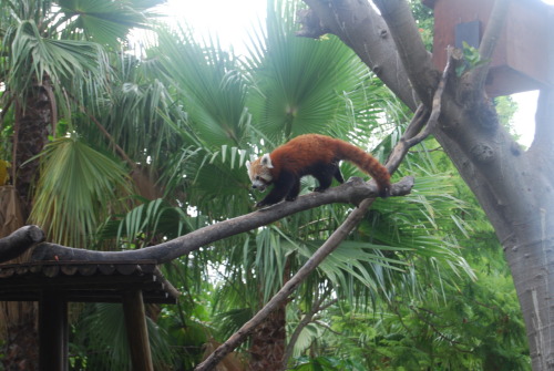 tr-opicalkid:  look guys! it’s a red panda <3
