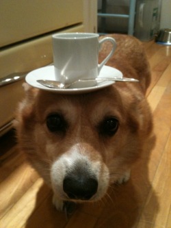 airpi:  A POLITE DOGE has approached you ACCEPT TEA REFUSE TEA You have ACCEPTED TEA The DOGE IS PLEASED 