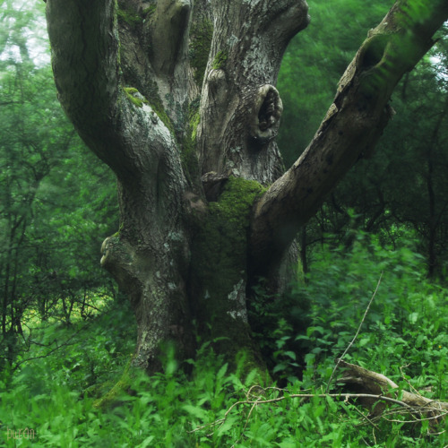 buron:The Wood is full of Ghosts III (11)©buron - June ‘12