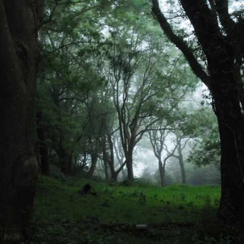 buron: The Wood is full of Ghosts III (10) © buron - June ‘12