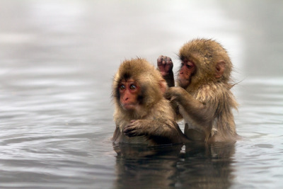 Snow monkeys jigokudani