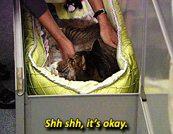 the-absolute-funniest-posts:  Follow this blog, you will love it on your dashboard