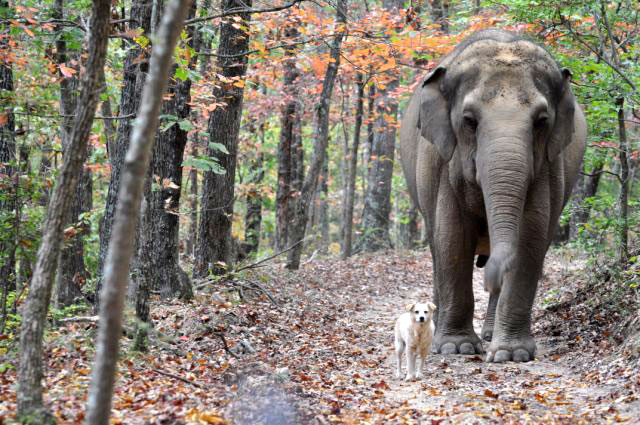 dogjournal:  AN ELEPHANT REMEMBERS HER LATE CANINE FRIEND -“Tarra picked up the