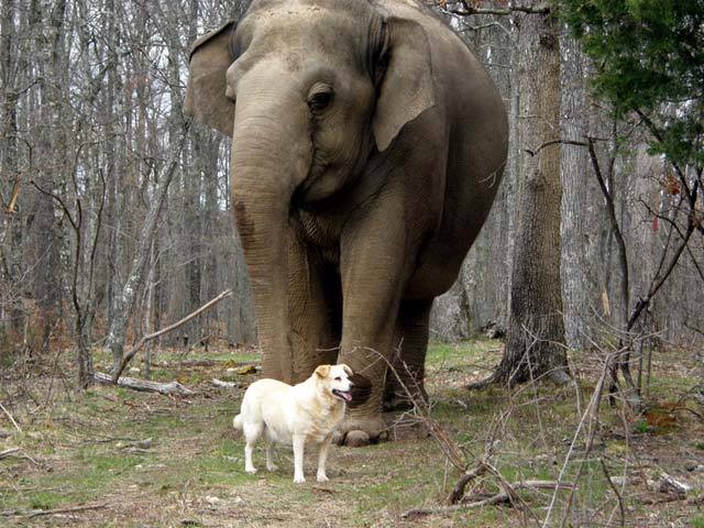dogjournal:  AN ELEPHANT REMEMBERS HER LATE CANINE FRIEND -“Tarra picked up the