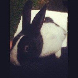 Single Bunnies Holla 🐰💋 #Bunny #Singlegirls #Summerloving  (Taken With Instagram)