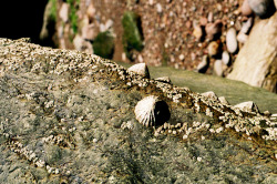 #Limpets European limpet - Patella vulgata 