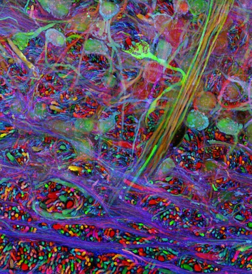 thekiereneffect: pizzazzer: notalwaysred: Harvard scientists map the inside of the human brain as a 