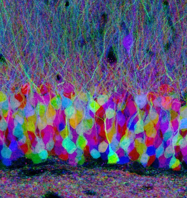 notalwaysred:  Harvard scientists map the inside of the human brain as a magnetic