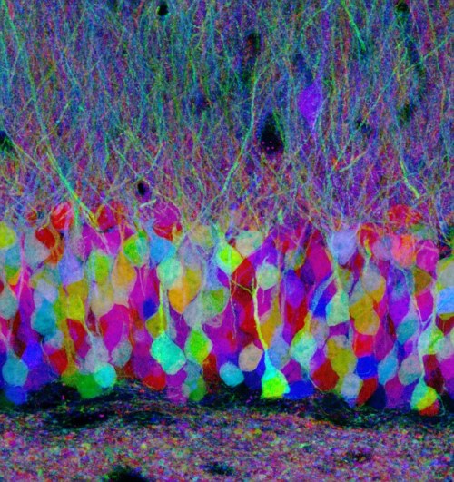 thekiereneffect: pizzazzer: notalwaysred: Harvard scientists map the inside of the human brain as a 