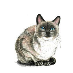 1000drawings:  Cat &amp; Kitten Illustrations 