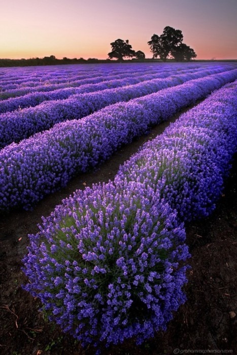 rujinav:  Lavanda fields 