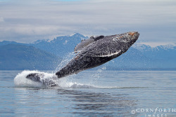 earthlynation:  Humpback Whale Breach by Cornforth Images