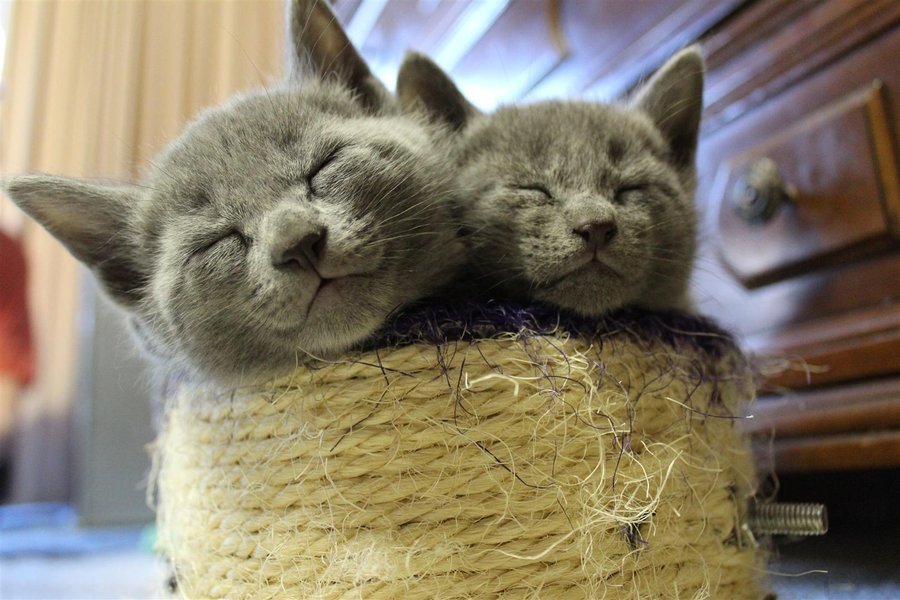 catp0rn:  Russian Blue Kittens by Faeriegem 