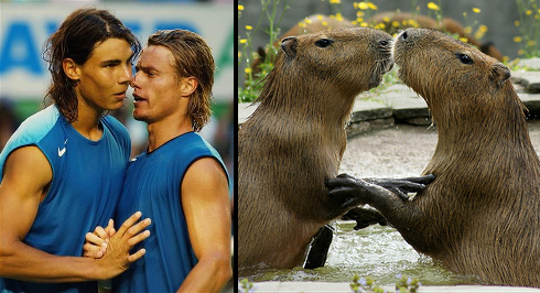 congratulatory capybara