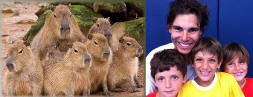 family capybara