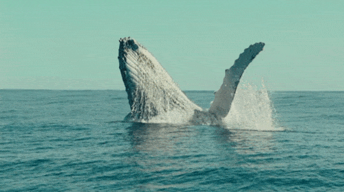 lighttweightt:  i like whales…