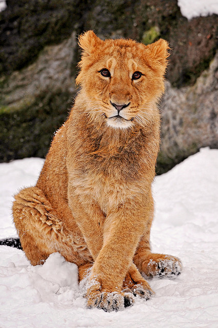 Posing in the snow II by Tambako the Jaguar on Flickr.