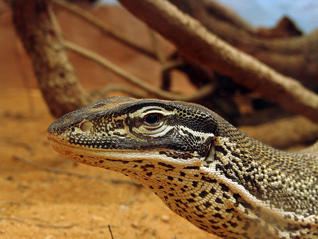 animals-animals-animals:
“ Sand Goanna (Varanus gouldii) (by Joachim S. Müller)
”