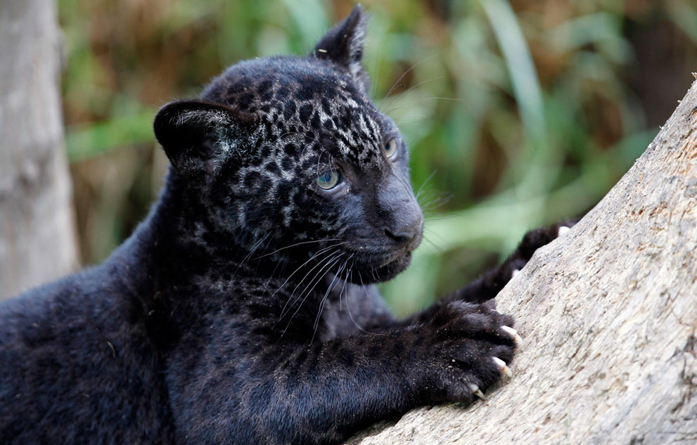 earth-song:  A melanic otorongo or jaguar cub at the Parque de Las Leyendas zoo in