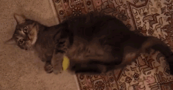 worth-seeing:  breelandwalker:snkfan:  myallyistheforce:  Cats do this because its a hunting instinct to snap the neck of their prey. *the more you know*  It’s a murderer instinct but holy shit it’s so cute.  Fun Fact: The little shaking move they
