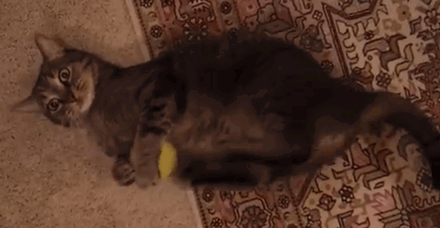 cutest-cats:  revcleo:  hoobsdottir:  gypseian:  thegeminisage:  thundercaya:    #this is how they break the necks of their prey #is it still cute NOW I didn’t think it was cute—I thought it was hilarious. And  now it’s funnier because it thinks