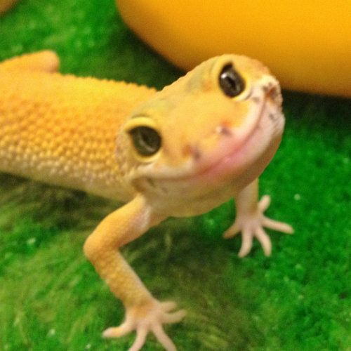 k3yofgrayscale:shavingryansprivates:the happiest geckoMOST PHOTOGENIC GECKO
