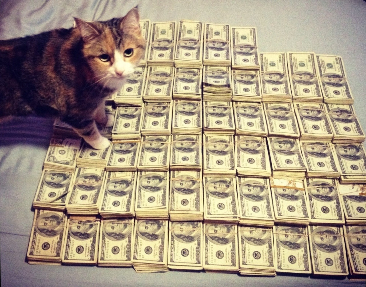 stbostb:
“CA$HCATS.BIZ Photos of obscenely wealthy cats looking all smug about it. But they’re probably not as smug as the guy that’s going to profit from the sales of the site – Vice.com has the backstory. My day will come.
submitted by Ryan
”
Holy...