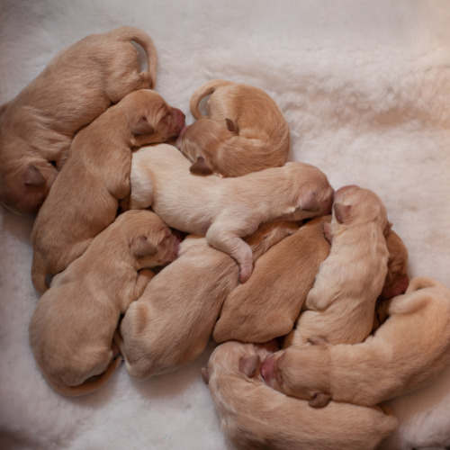 mandylasers:aquakazcadet:puppies4ever:thefluffingtonpost:10 Puppy Pile-Up Delays Traffic to Living R