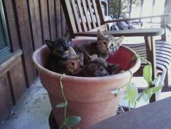 horsesandpyramids:  bucket full of kitties