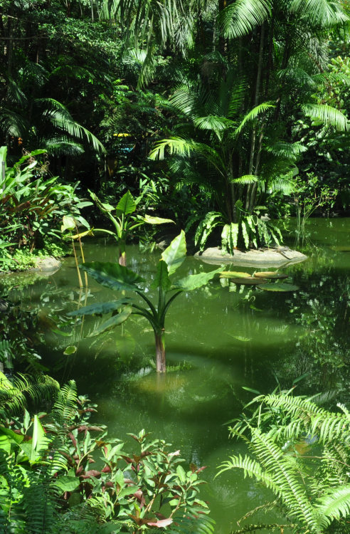 thesaltytropics:tropiqua-l:tropicalblxck:tribalgardens:jungle-sorbet:looking for more tropical/jungl
