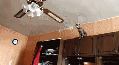 toptumbles:Cat’s plan goes wrong