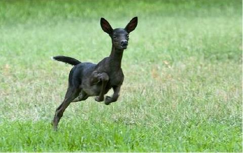 ludicrouscupcake:  binaryhearts:  Albinism &amp; Melanism  nice photoset comparison!