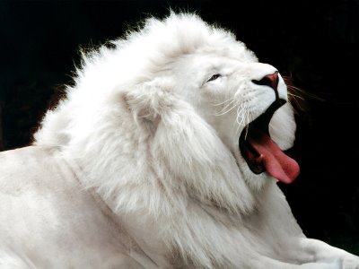 ludicrouscupcake:  binaryhearts:  Albinism &amp; Melanism  nice photoset comparison!