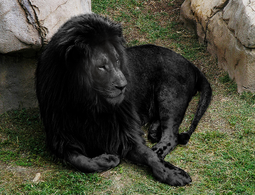 ludicrouscupcake:  binaryhearts:  Albinism &amp; Melanism  nice photoset comparison!