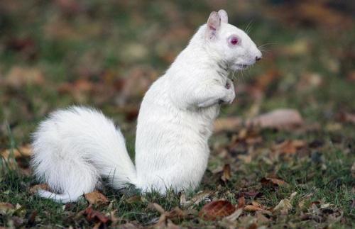 ludicrouscupcake: binaryhearts: Albinism &amp; Melanism nice photoset comparison!