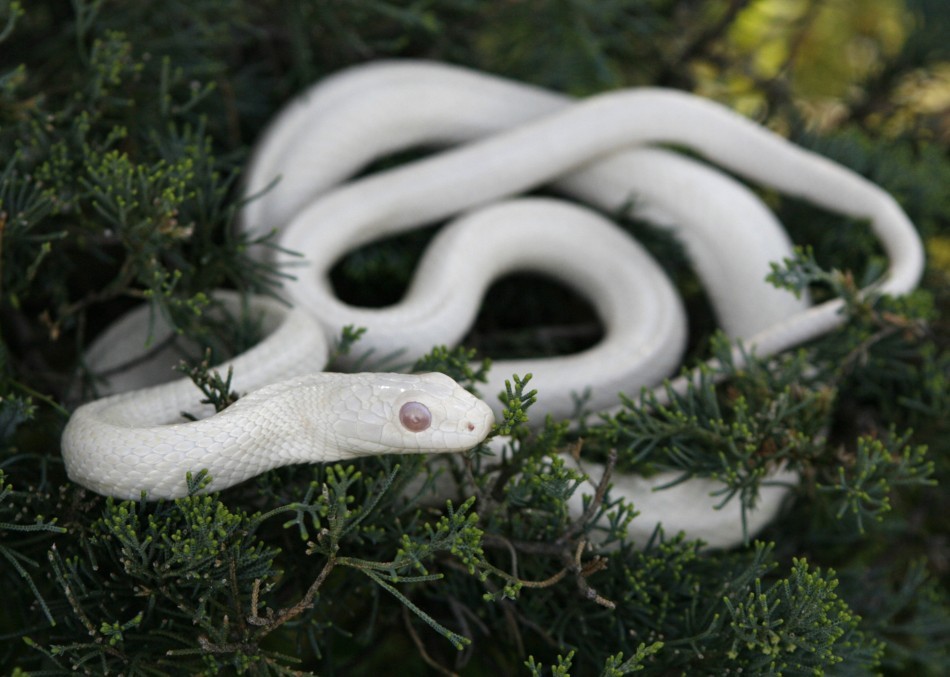 ludicrouscupcake:  binaryhearts:  Albinism &amp; Melanism  nice photoset comparison!