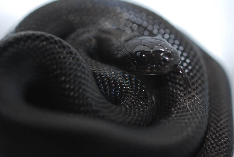 ludicrouscupcake:  binaryhearts:  Albinism &amp; Melanism  nice photoset comparison!