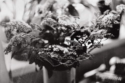 under-my-bones - - Under My Bones -