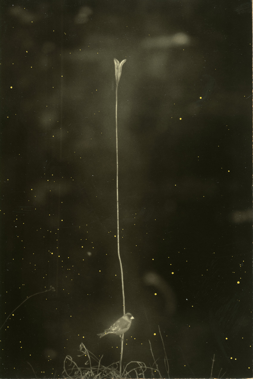  Photograph: Masao Yamamoto, title &amp; date not given.  Thank you, apoetreflects.