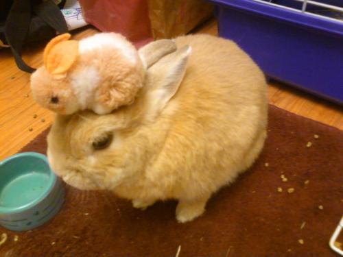 stuffonmyrabbit:  Bunny 
