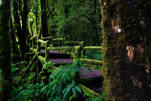 The trails of Doi Inthanon National Park in Chiangmai, nicknamed &ldquo;the roof of Thailand&rdquo; 