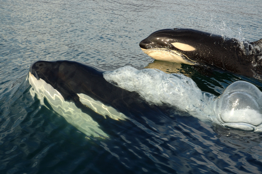 End Killer Whale Captivity — curiosityoftheocean: Took my breath away ...
