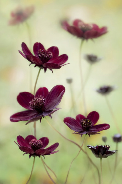 Cosmos atrosanguineus, chocolate cosmos. This species of cosmos is extinct in the wild. It exists as